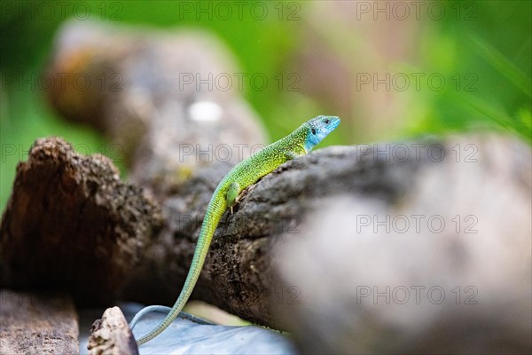 Green lizard