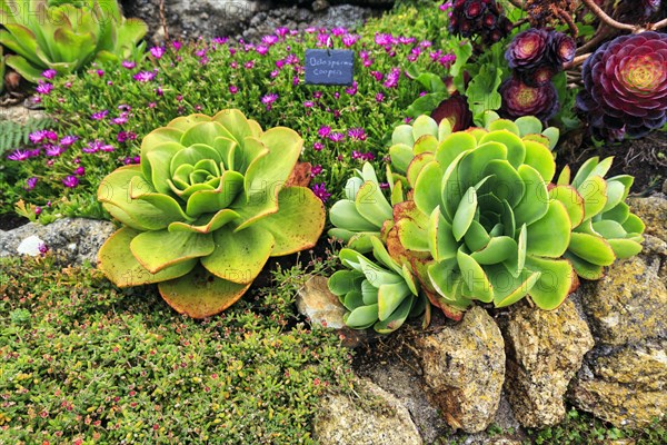 Subtropical rock garden at the Minack Theatre