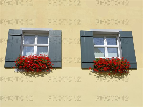 Flower window with red hanging geraniums and green shutters