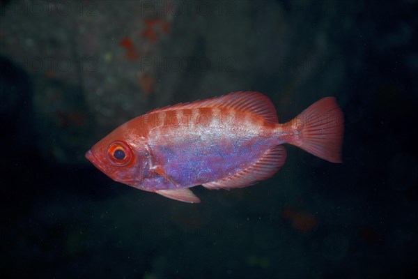 Bigeye glasseye snapper