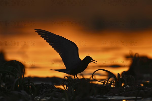 Black Tern