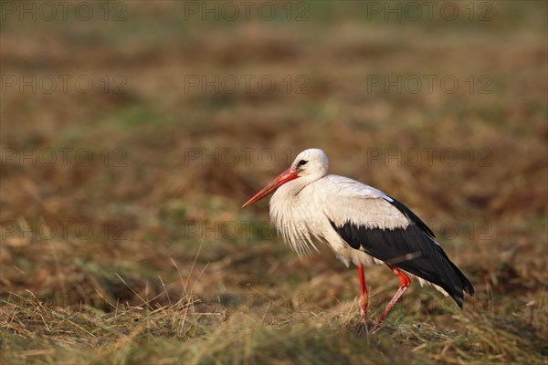 White Stork