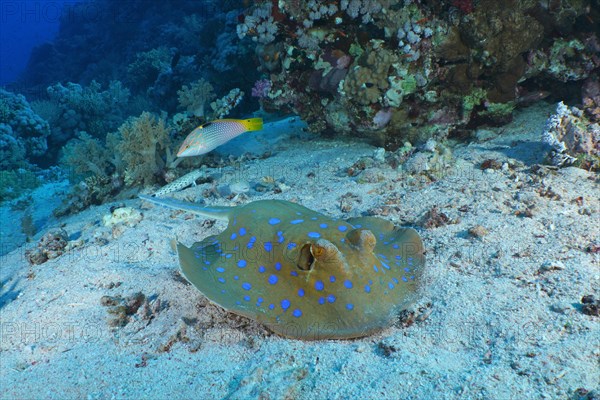 Bluespotted ribbontail ray