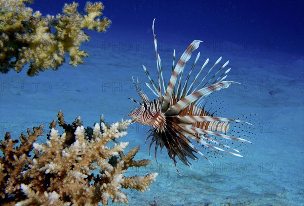 Common lionfish