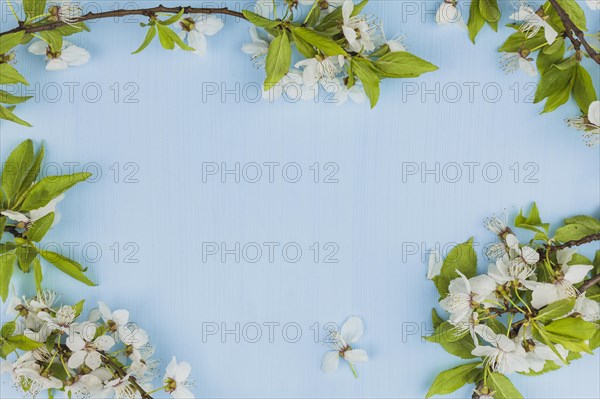 Top view fresh flowers