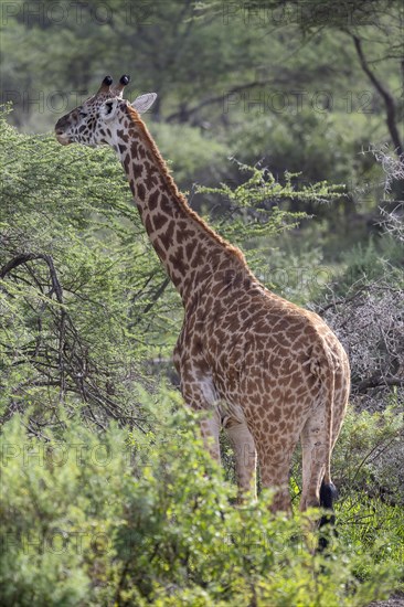 Masai giraffe