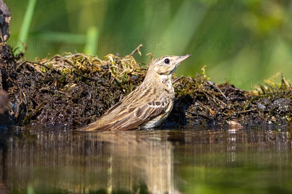 Tree Pipit