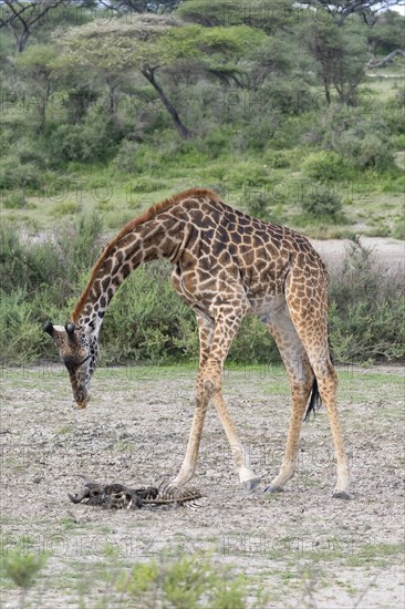 Masai giraffe