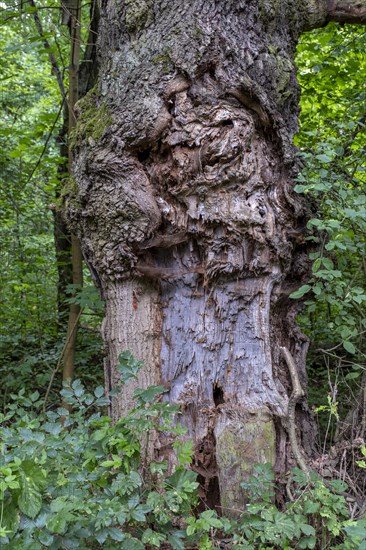 Damaged trunk of an old oak tree