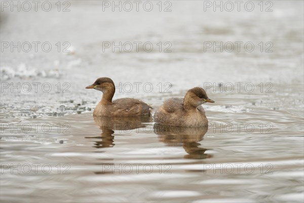 Little Grebe