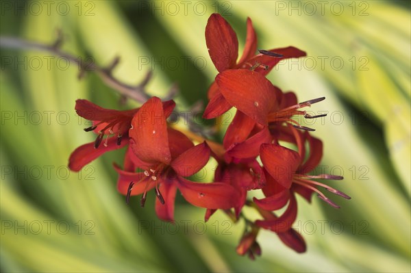 Montbretia flower