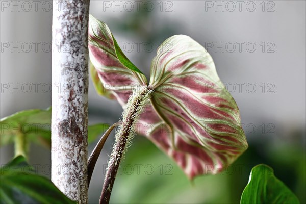 Close up of hairy petiole of tropical 'Philodendron Verrucosum' houseplant