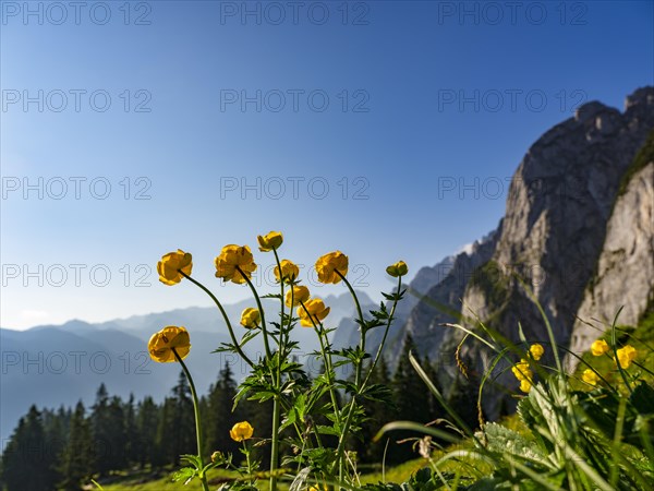 Globeflowers