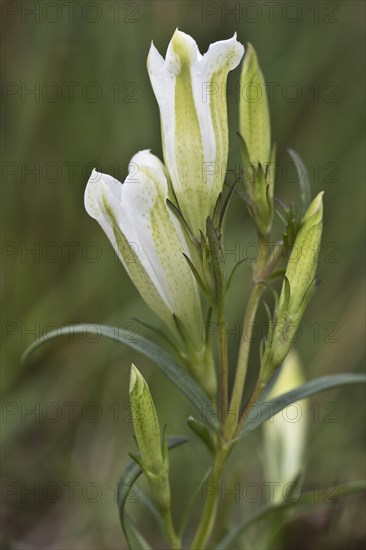 Marsh gentian