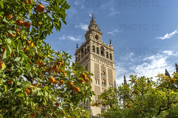 Giralda Bell Tower and Orange Courtyard