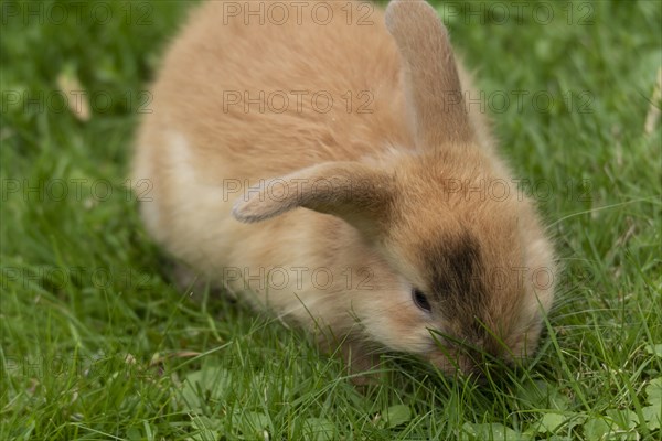 Dwarf rabbit