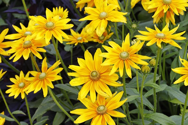 Rough coneflower variety Irish Eyes