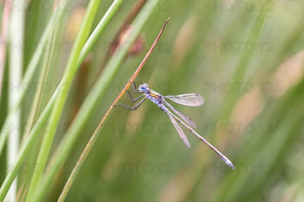 Emerald damselfly