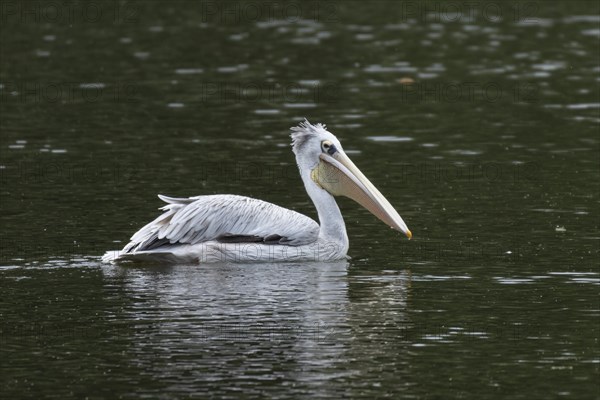 Pink-backed pelican