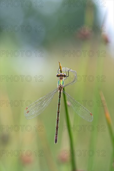 Emerald damselfly