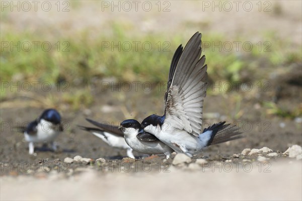 Common house martin