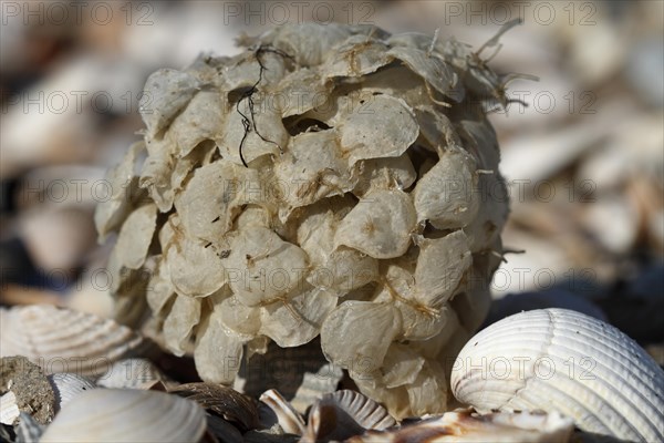 Spawn balls of the common whelk