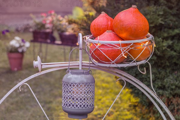 Autumnal still life with pumpkins