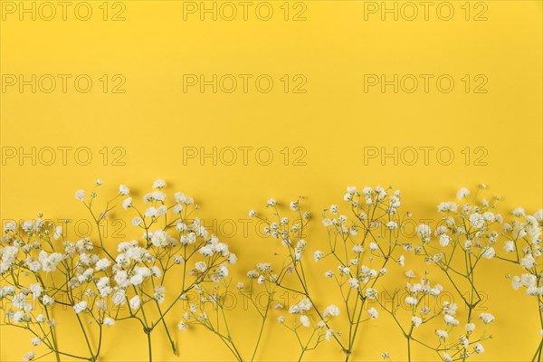 White baby breath s flower yellow background