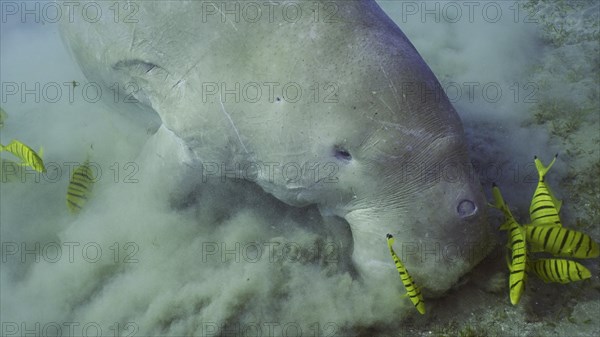 Top view of Dugong or Sea Cow