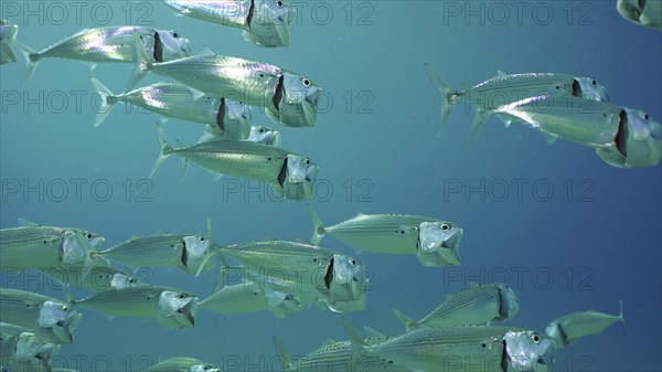 Shoal of Striped Mackerel or Indian Nackerel