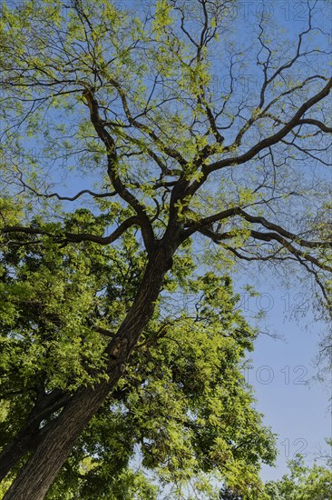 Deciduous tree with fresh green against a blue sky