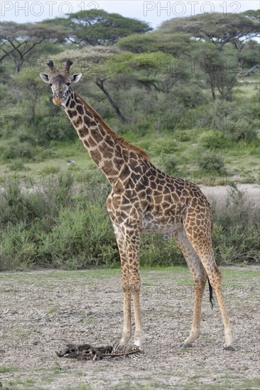 Masai giraffe