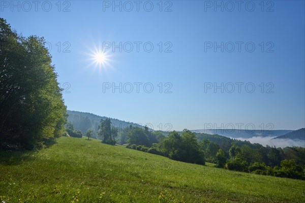 Meadow landscape