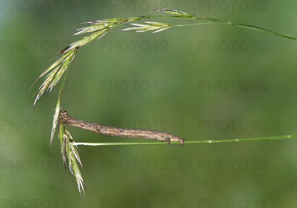 Caterpillar of the willow beauty