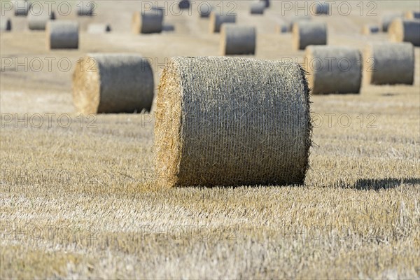 Grain field