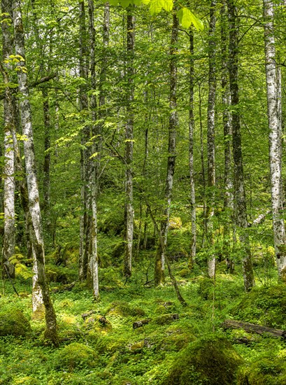 Birch forest at Obersee
