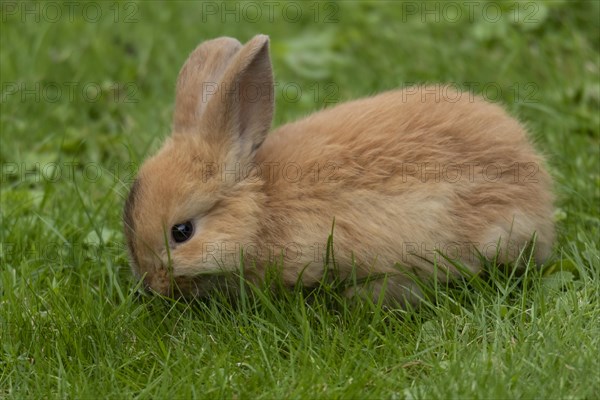 Dwarf rabbit