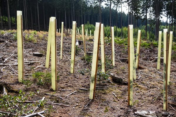 New deciduous tree seedlings in a clearing of a coniferous forest