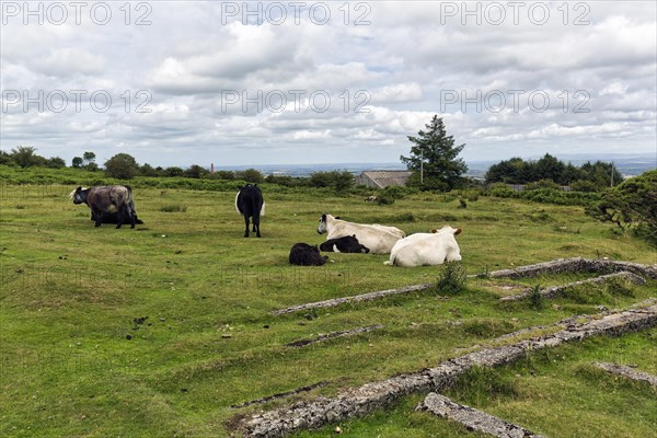 Cows in a meadow