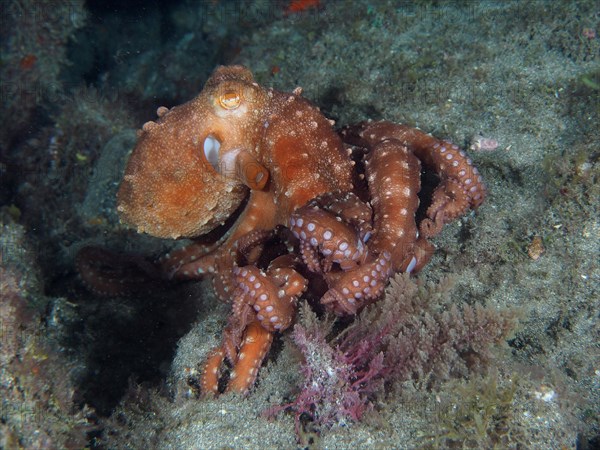 White spotted octopus