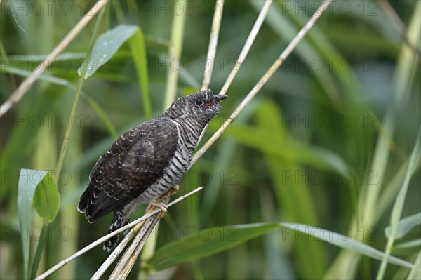 Common cuckoo