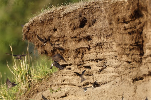 Sand martin