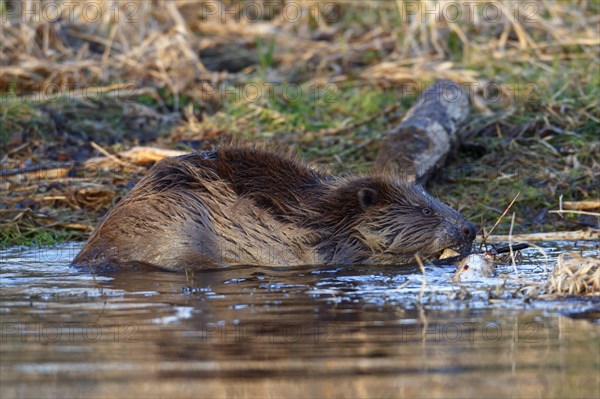 Beaver