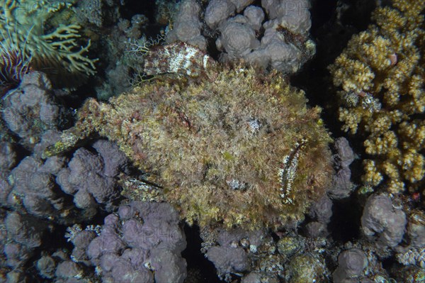 Reef stonefish