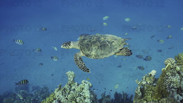 Hawksbill Sea Turtle