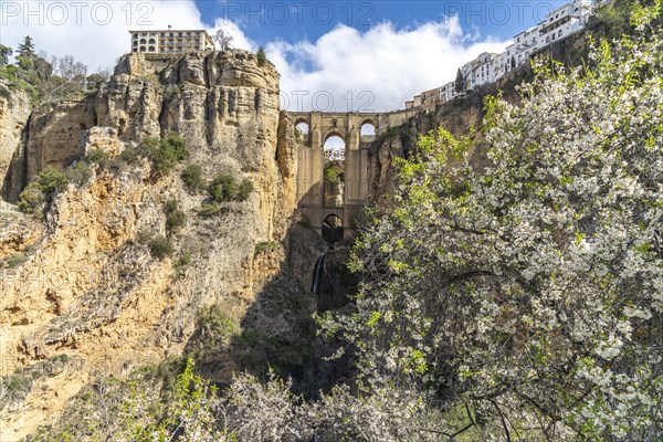 Cherry Blossom and the Puente Nuevo New Bridge over the Tajo de Ronda Gorge