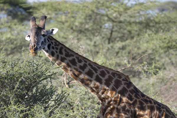 Masai giraffe