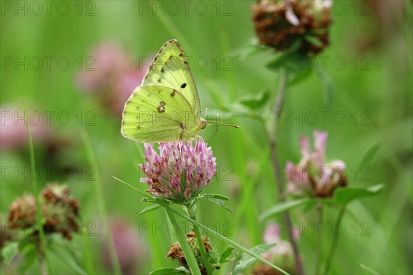 Pale clouded yellow