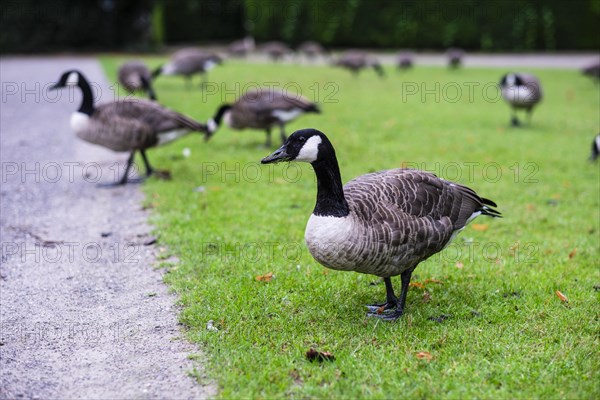 Canadian wild geese in a meadow in Duesseldorf
