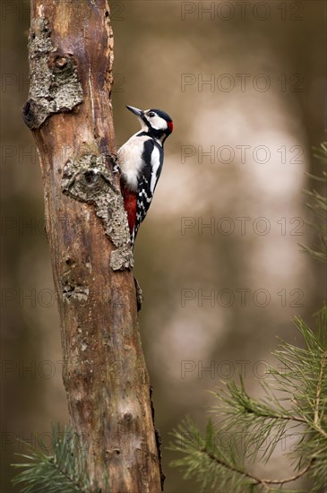 Great spotted woodpecker